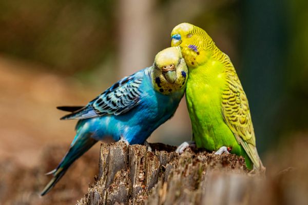 Klik-klak Zaventem - Henseler Bart - Lovebirds